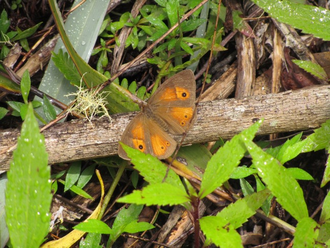 201302221056-papillon-.jpg