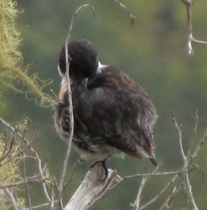 201302221108-oiseau-detail.jpg
