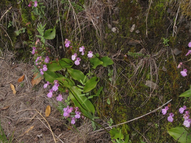 201302221113-orchides-.jpg
