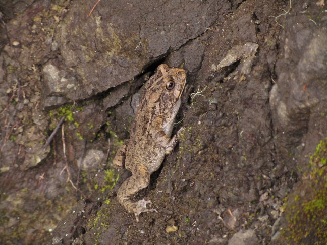 201302221116-crapaud-2-.jpg