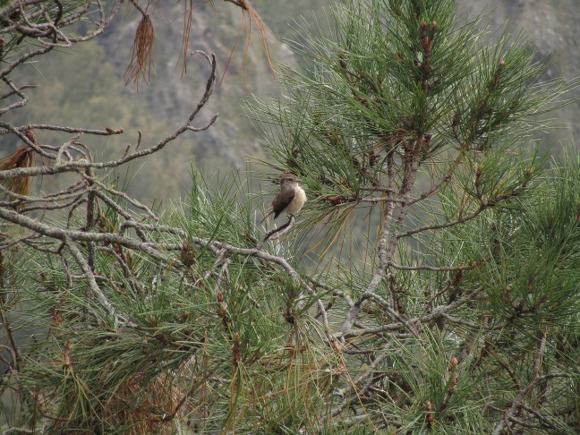 201302221220-oiseau-.jpg