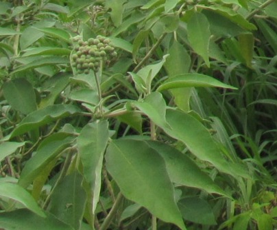 201303091432-detail-feuille-vaisselle.jpg